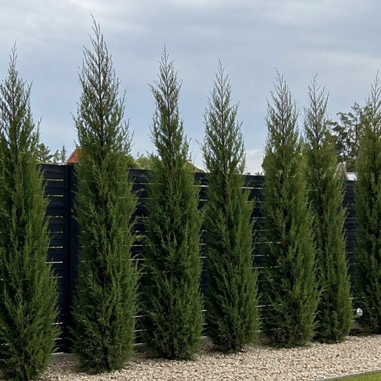 Obrázok Cyprusovec leylandský (Cupressocyparis leylandii) ‘TWEEDUIZENDÉÉN’ - výška 50-70 cm, kont. C3L